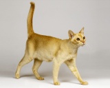 Цейлонская кошка